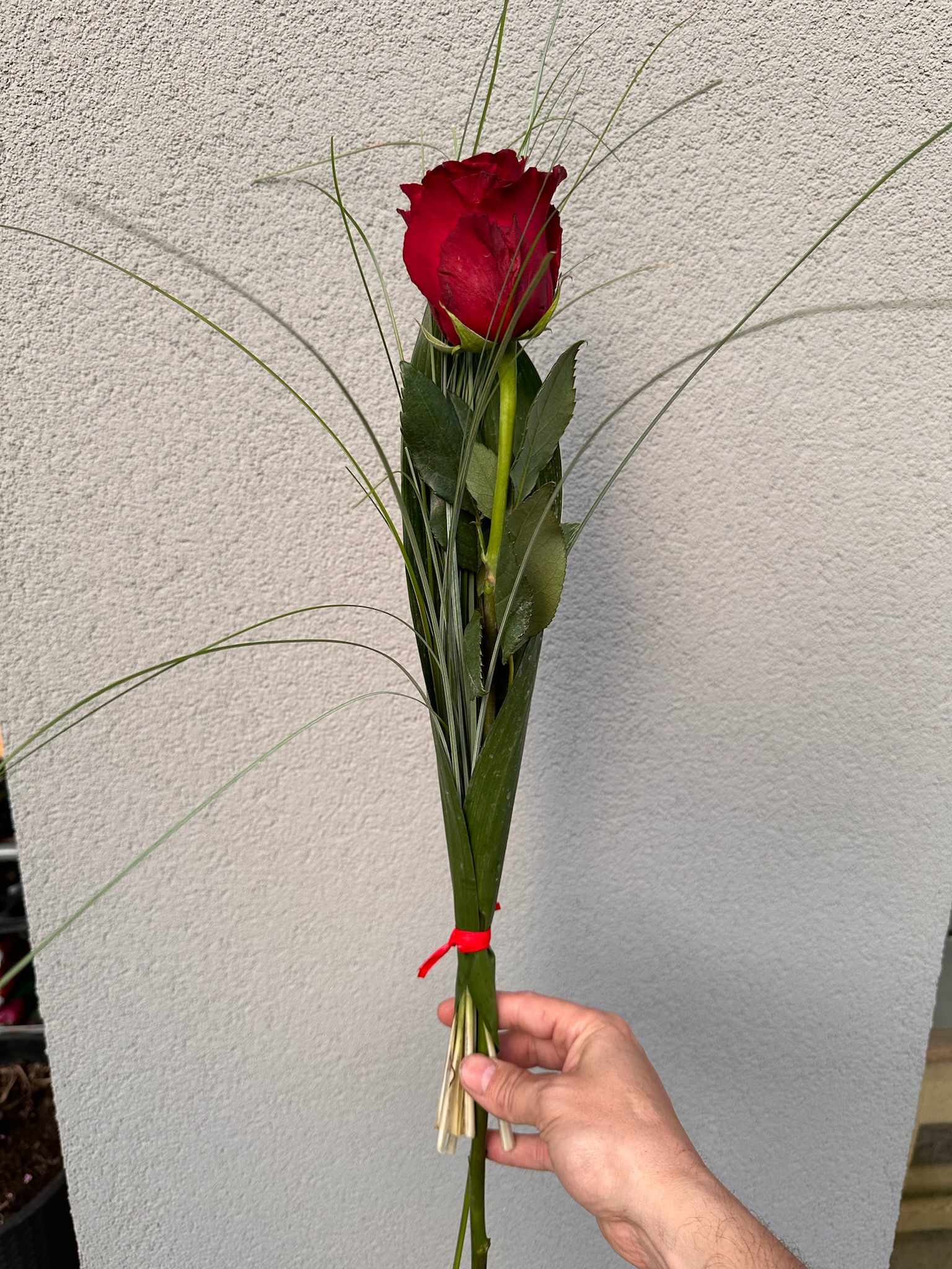 Ruža z lásky
