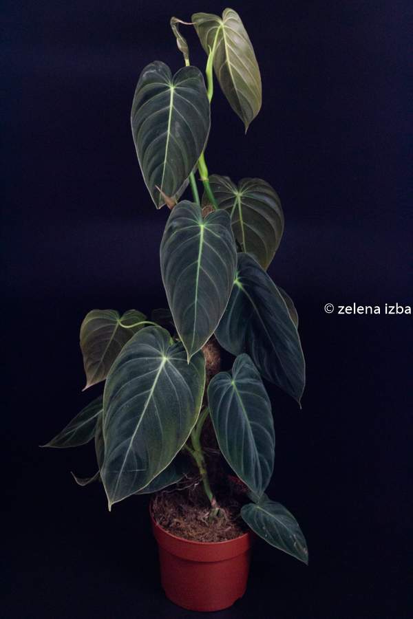 Philodendron melanochrysum na kokosovej tyči "XL" - ZĽAVA