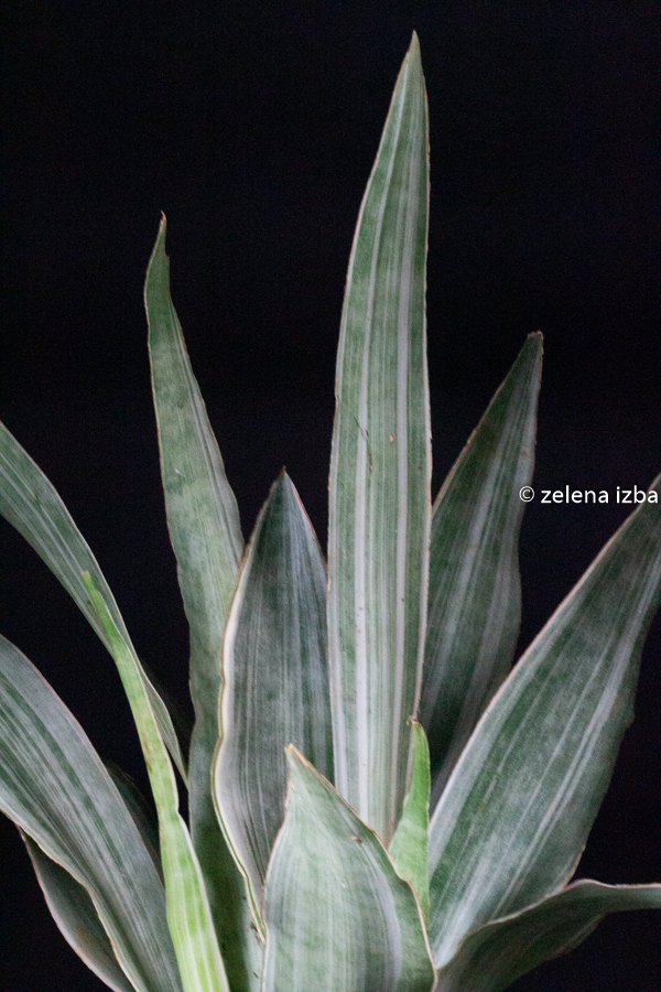 Sansevieria aubrytiana metallica "L" - zľava