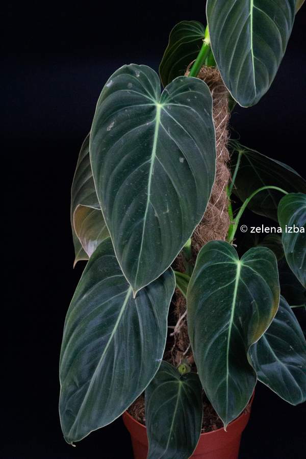 Philodendron melanochrysum na kokosovej tyči "XL"