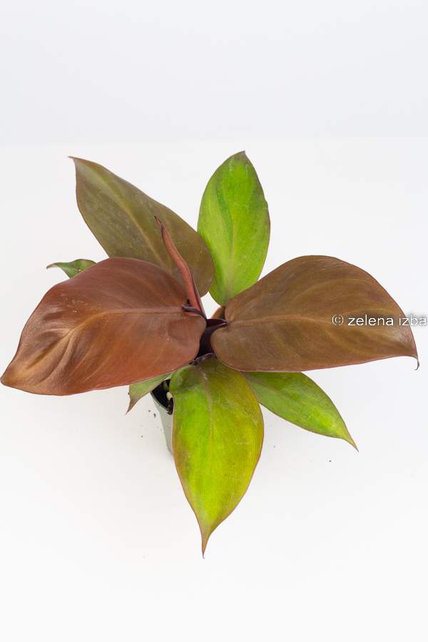 Baby philodendron red sun