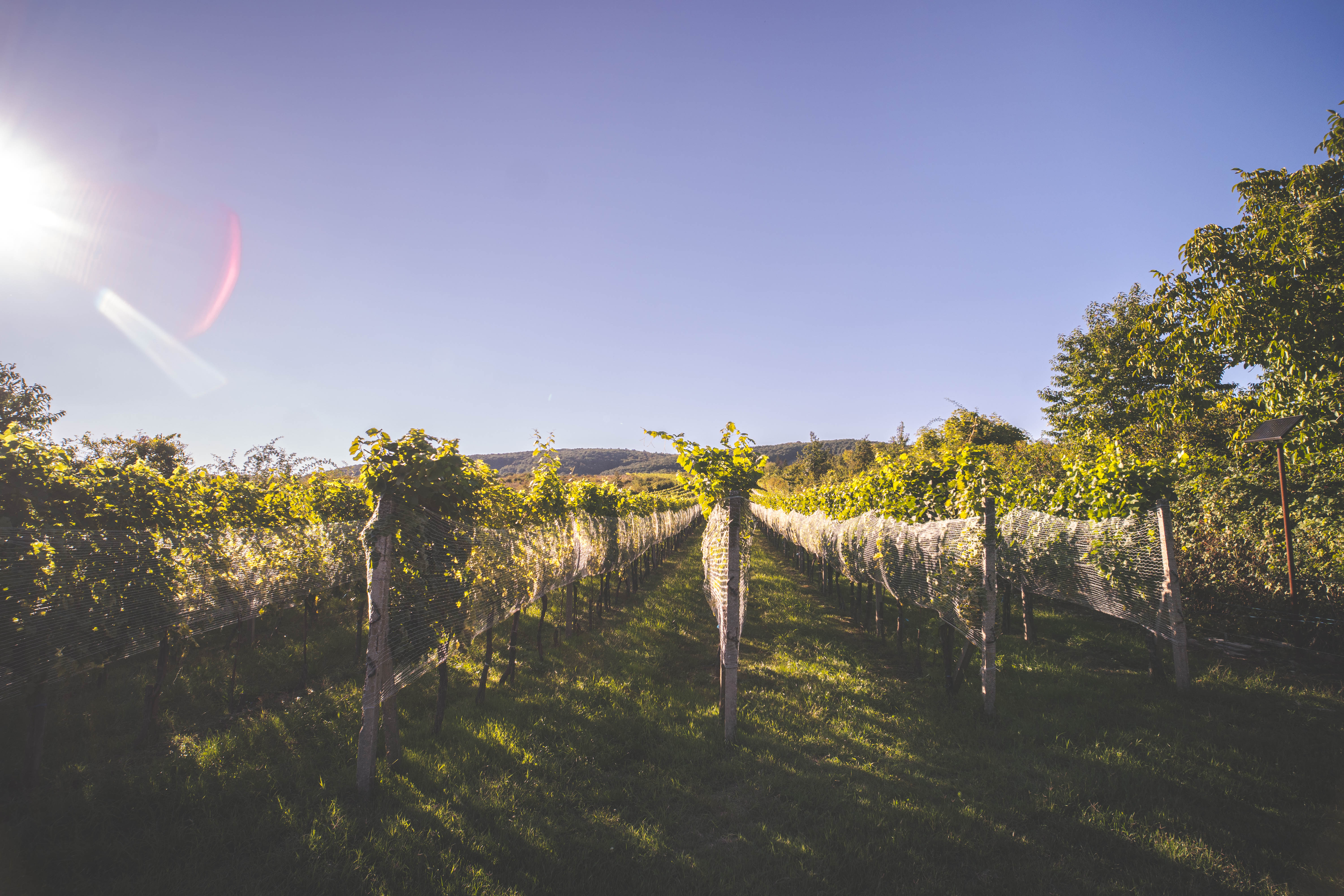 Limbašský vinohrad Tetlmandle, z ktorého pochádzajú Cabernet Sauvignon, Rizling vlašský, Silvánske zelené a Cuvée Šťastie.