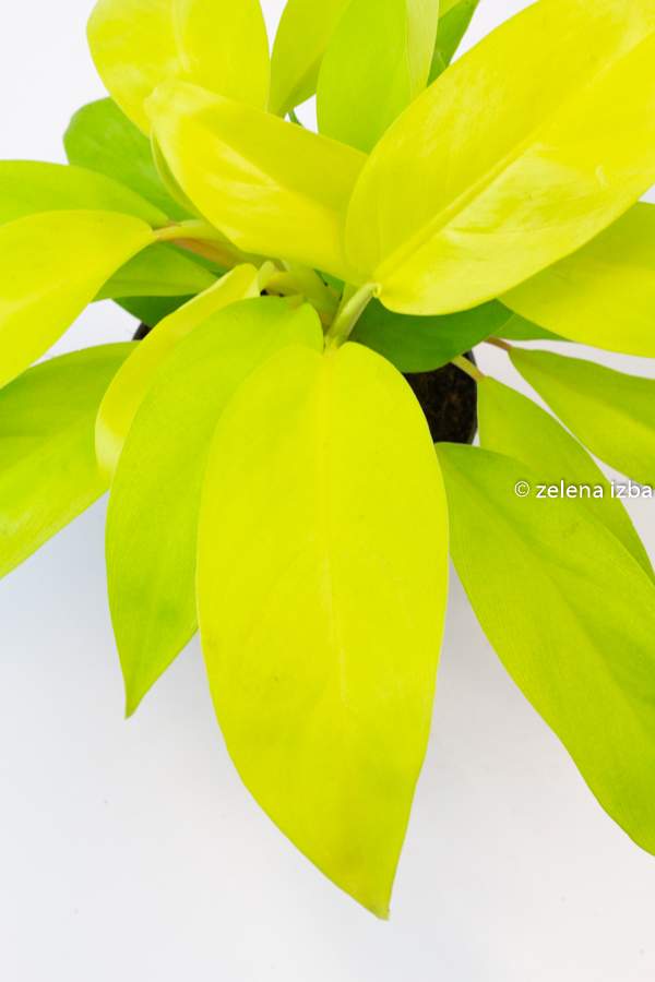 Philodendron malay gold