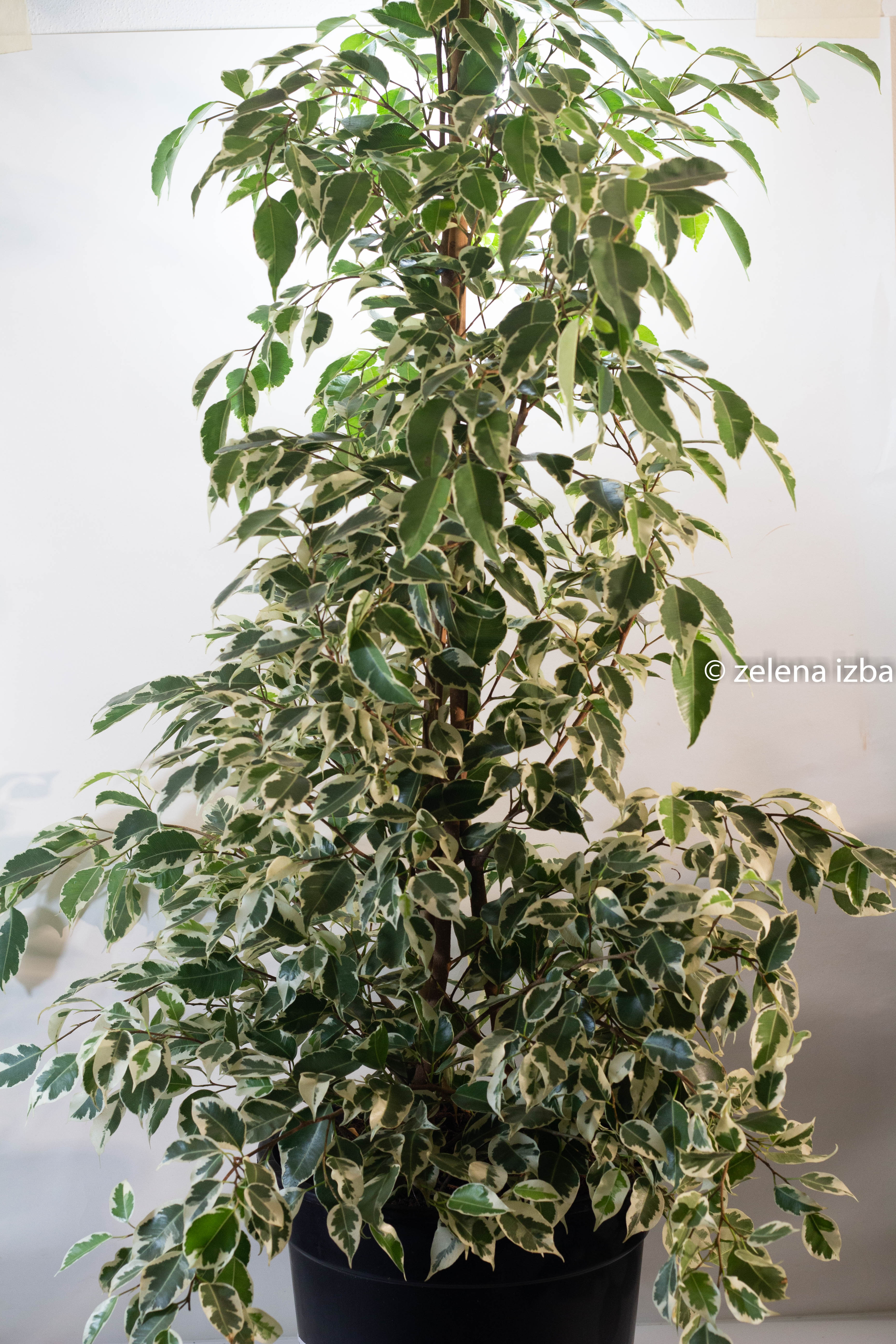 Ficus benjamina starlight "XL" - na objednávku