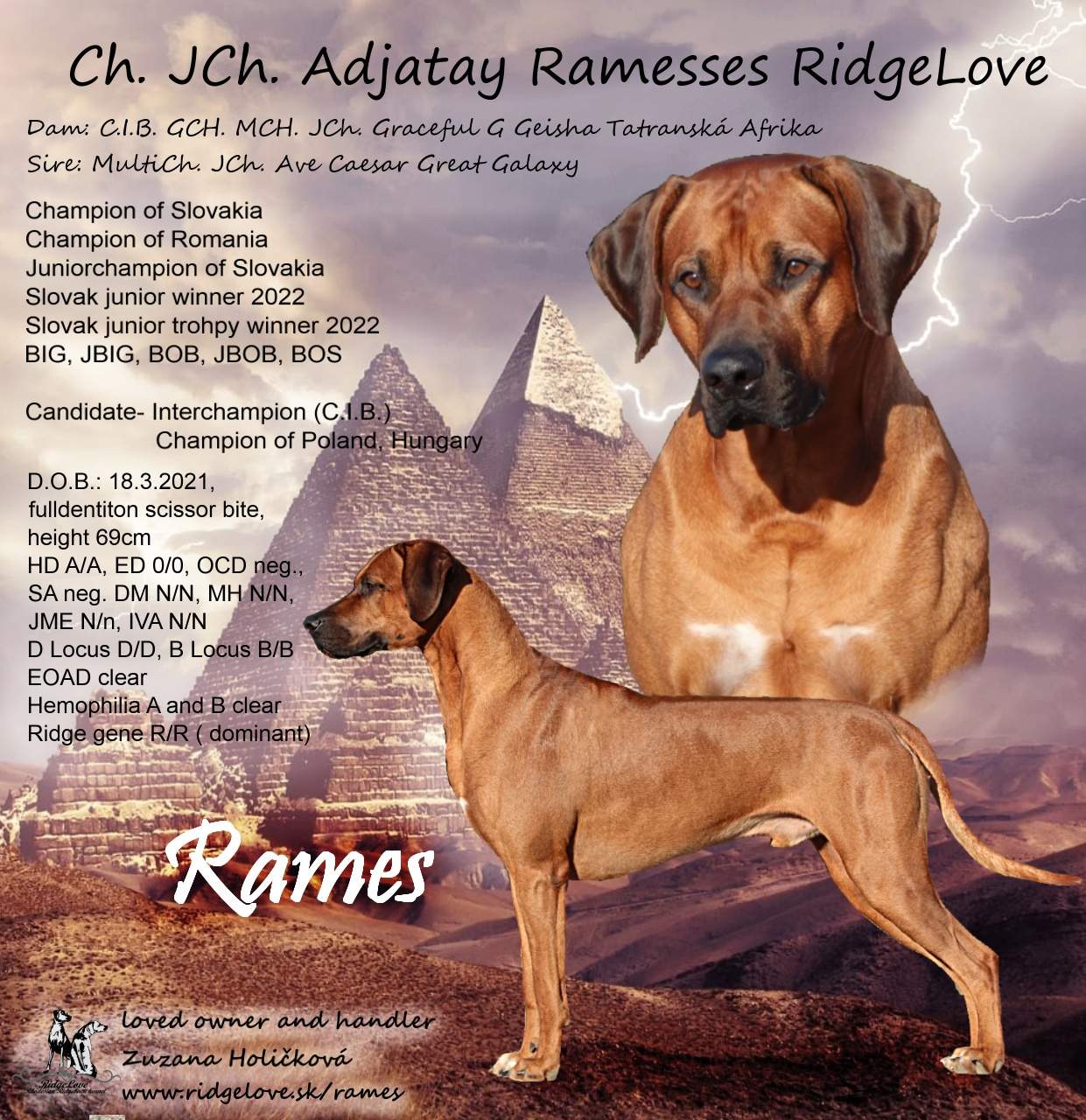 Adjatay Ramesses RidgeLove, rhodesian ridgeback stud dog, ridgeback stud dogs, stud dogs rhodesian ridgeback, Adjatay Ramesses, Ave Caesar Great Galaxy, Ridgeback Adjatay Ramesses RidgeLove
