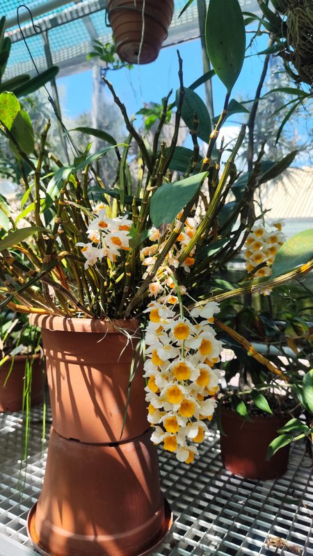 Orchidea Dendrobium thyrsiflorum