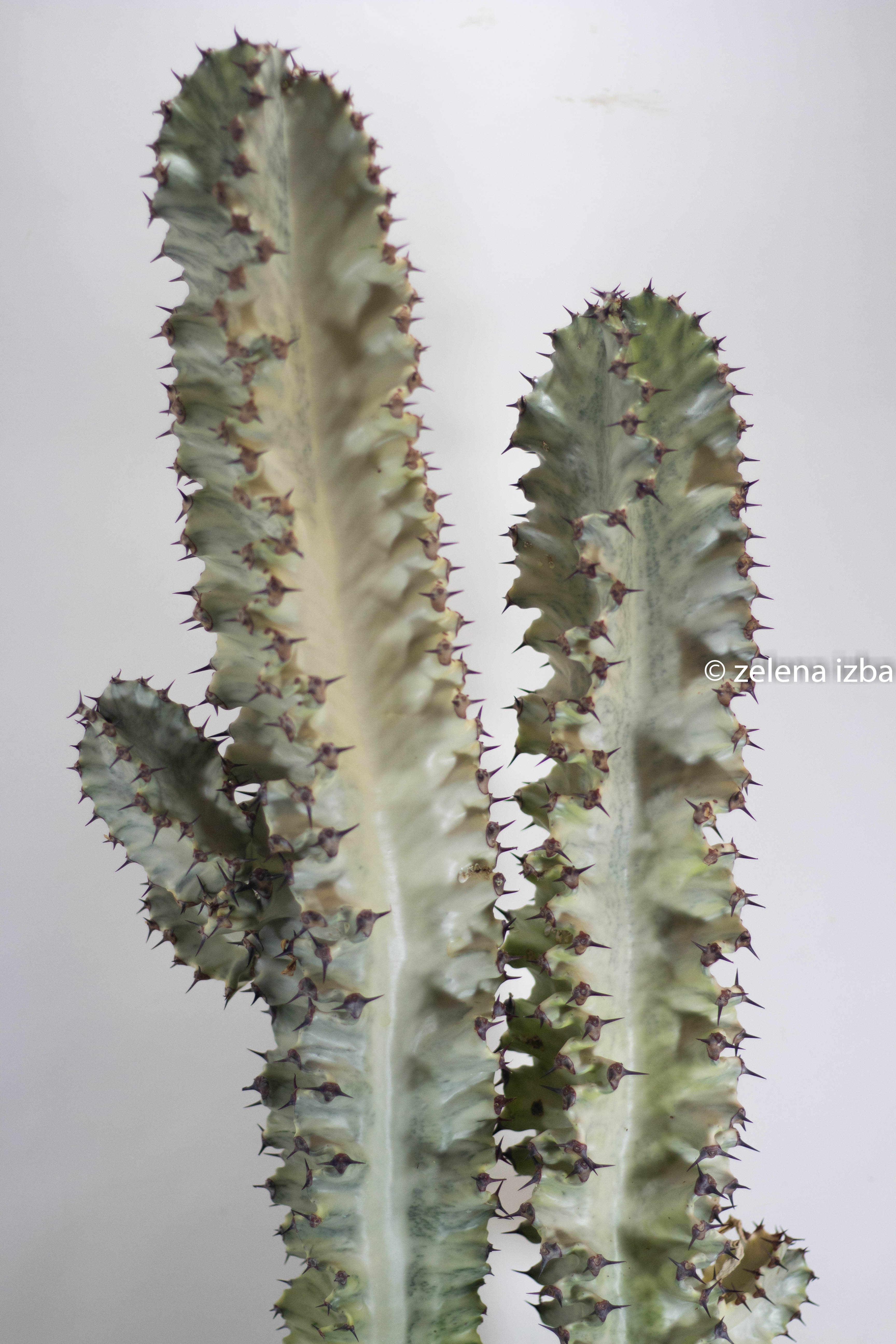 Euphorbia erythraea variegata "XL"