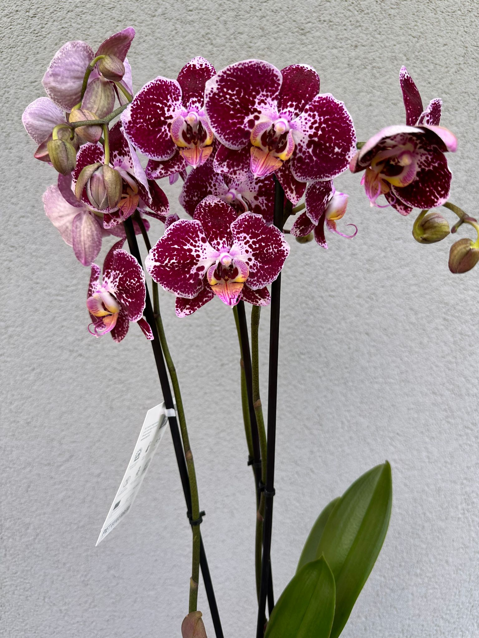 Orchidea pre Vašu kráľovnú