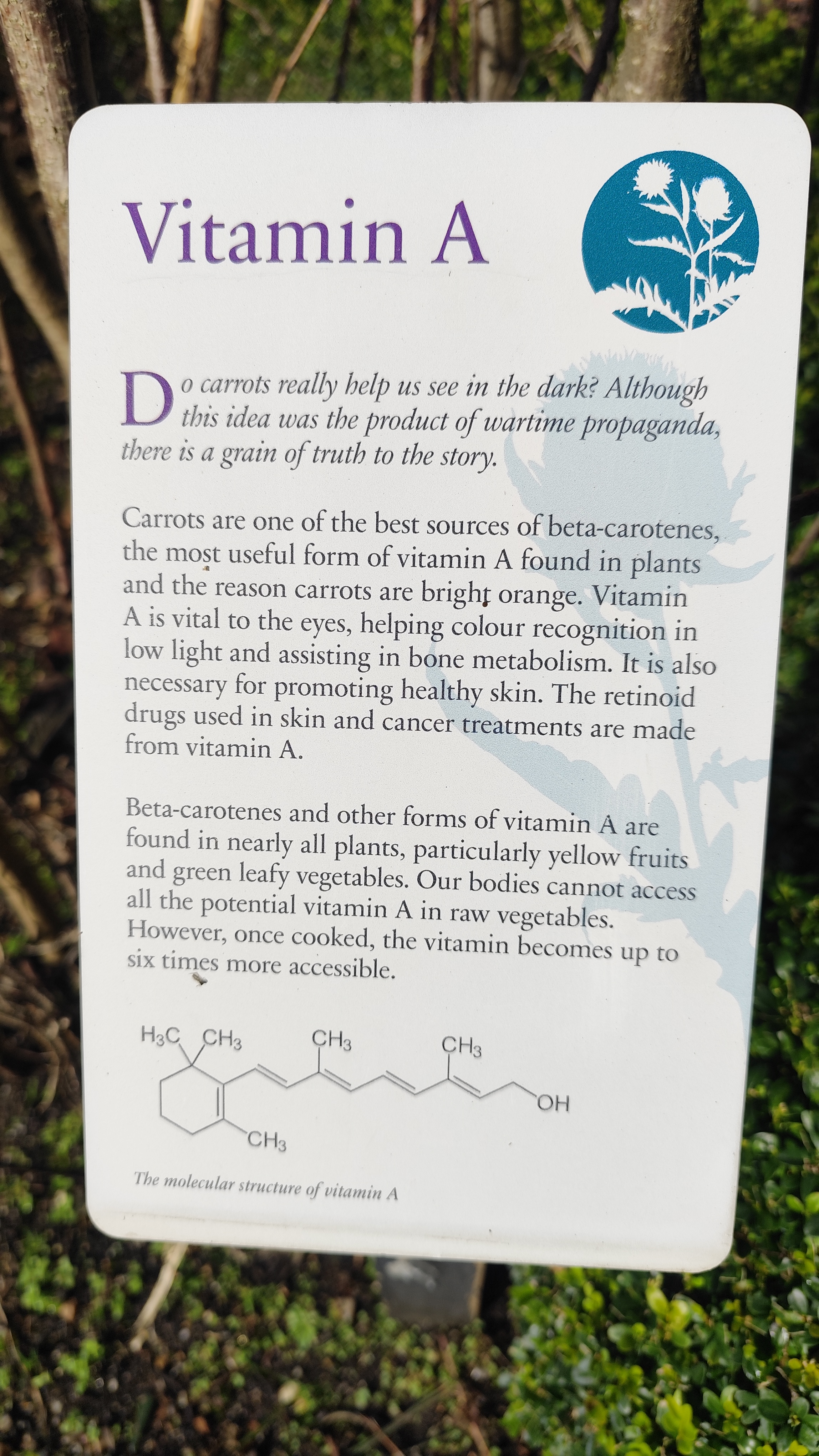 opis záhonu s rastlinami obsahujúcimi vitamín A