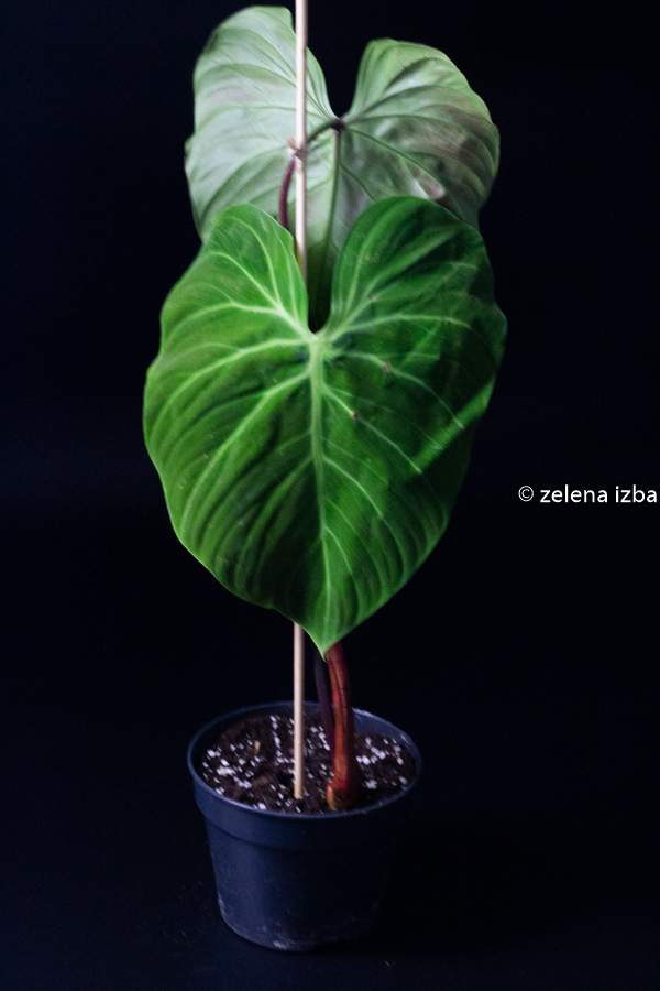 Philodendron el choco red