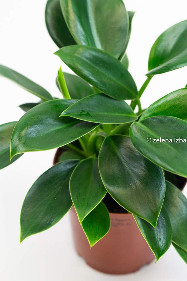 Philodendron green princess