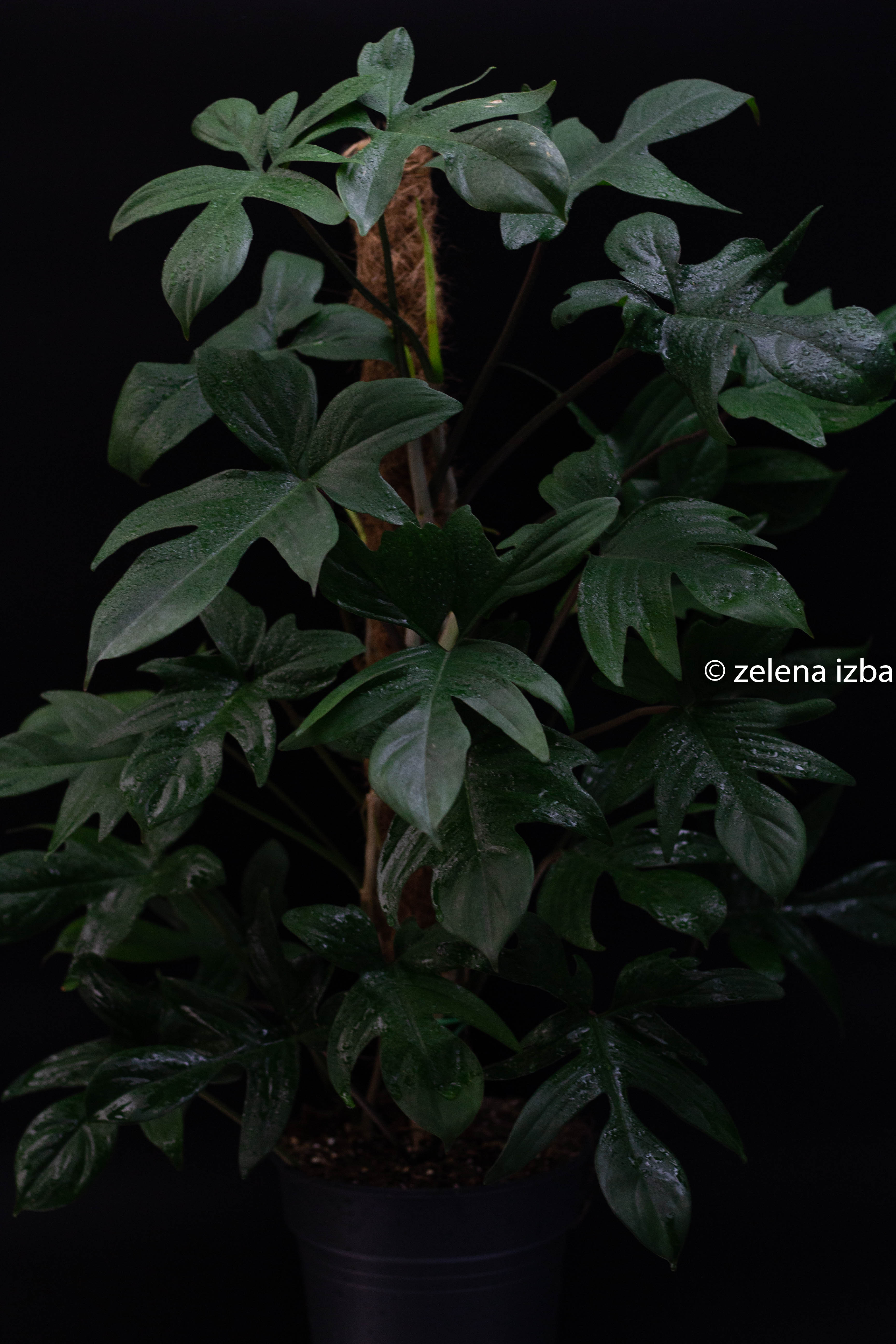 Philodendron pedatum "XL"