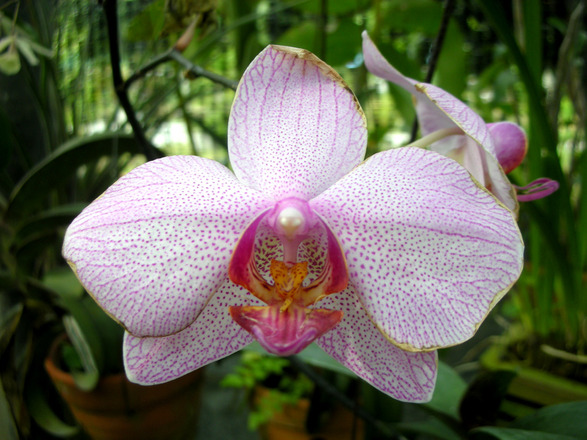 Praveká Orchidea - v Európe spôsobila nákupnú horúčku