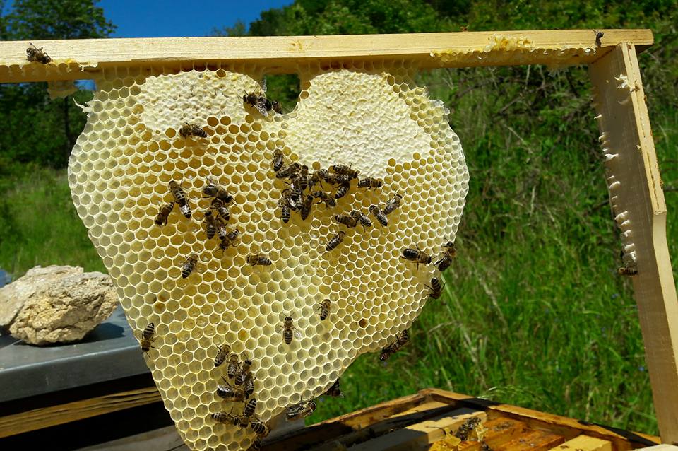 Krásne vyznanie lásky od našich včielok.