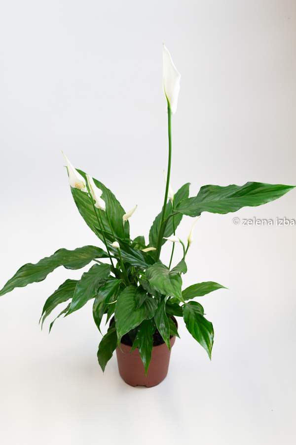Spathiphyllum sweet chico - lopatkovec "L"