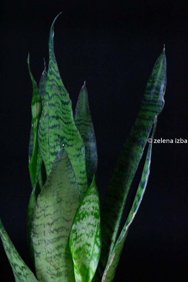 Sansevieria zeylanica "L" - zľava