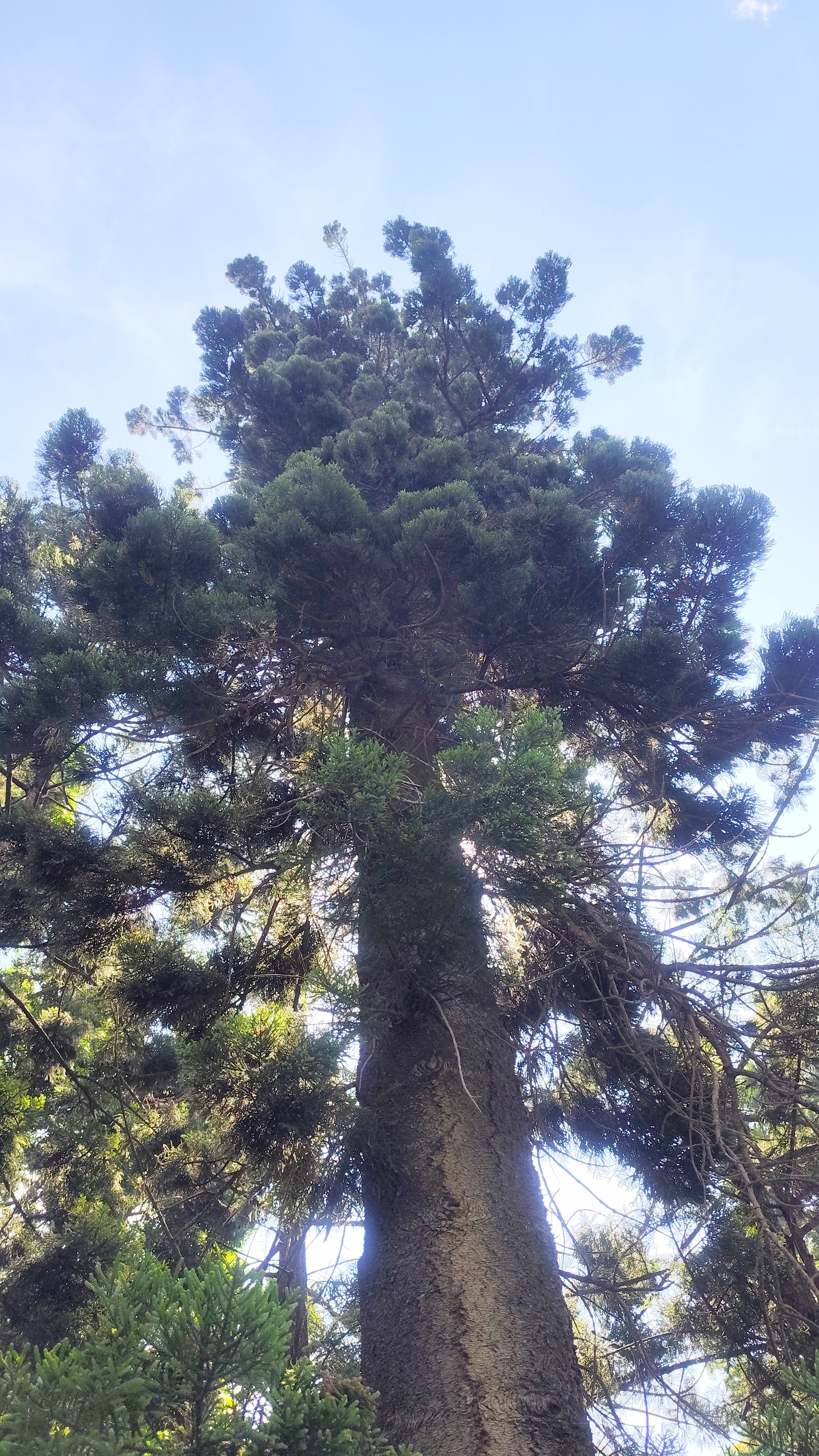 Araucaria heterophylla