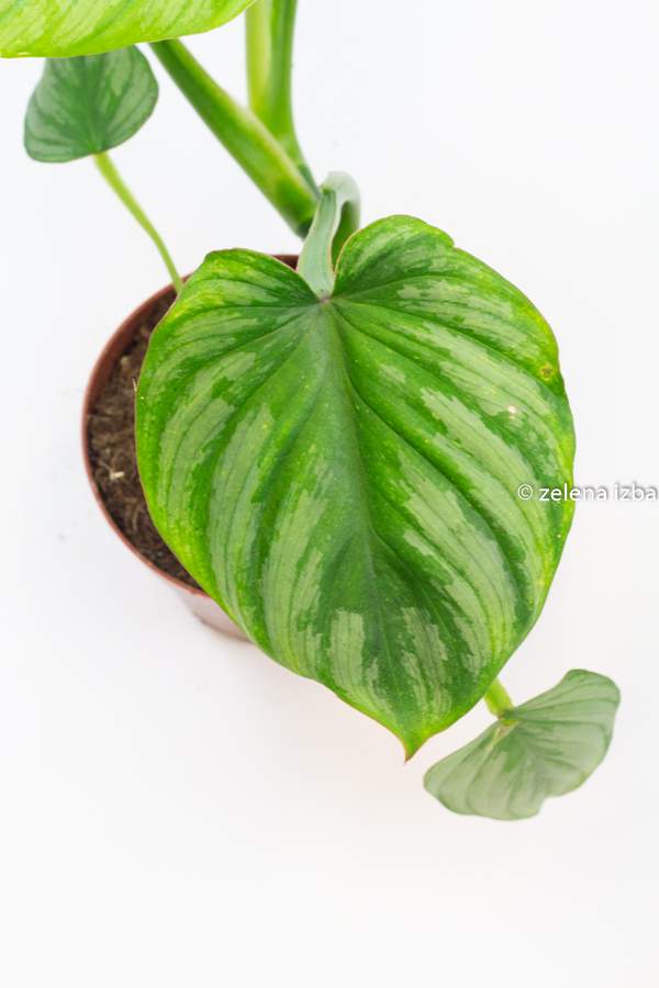 Philodendron mamei "silver cloud"