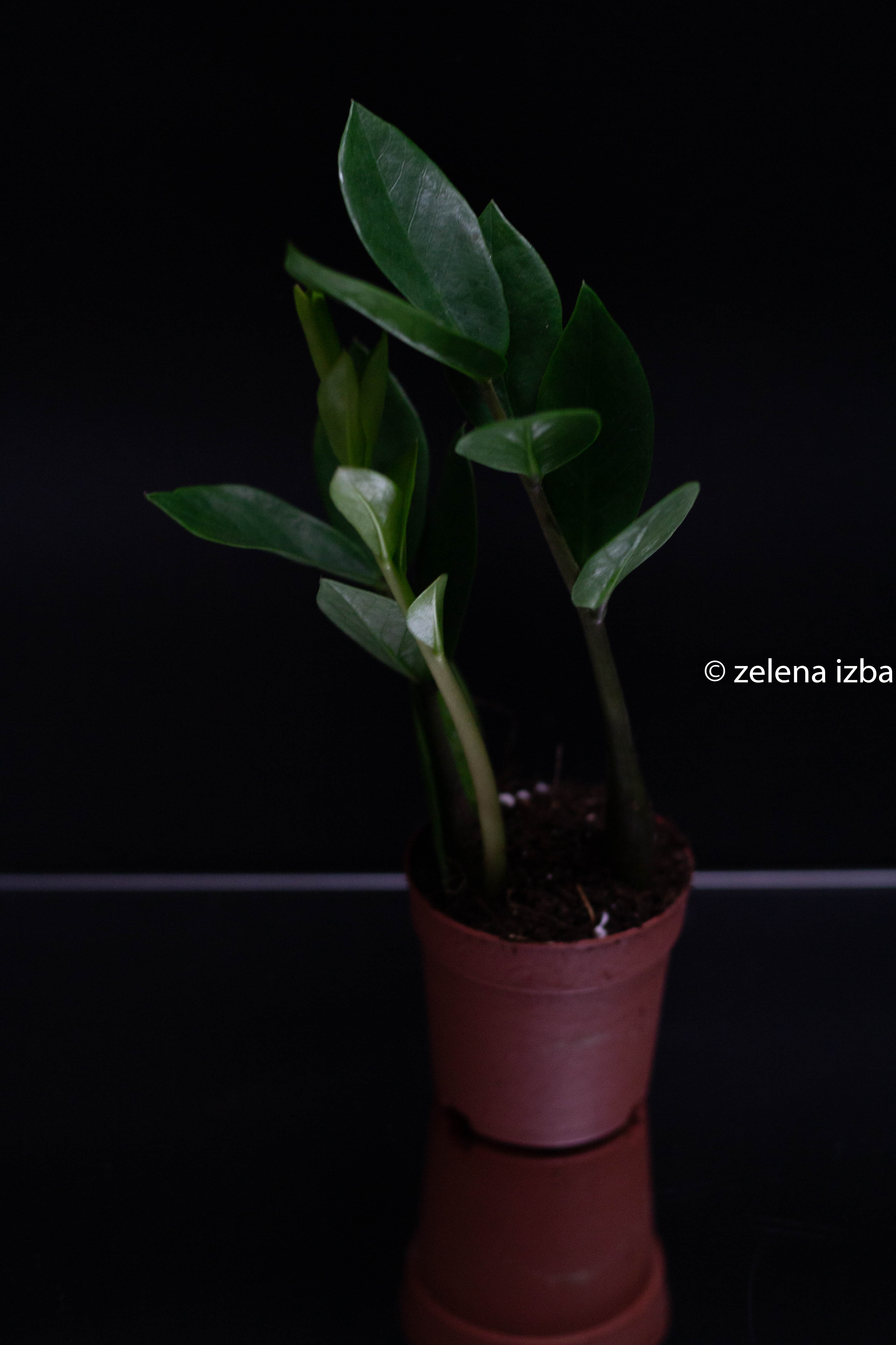 Baby zamioculcas zamiifolia