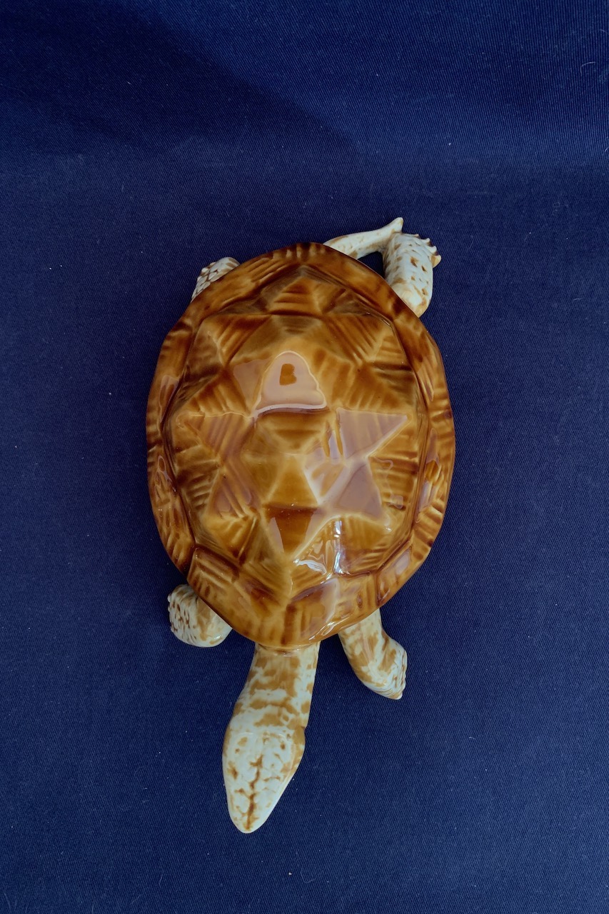 Korytnačka Turtle